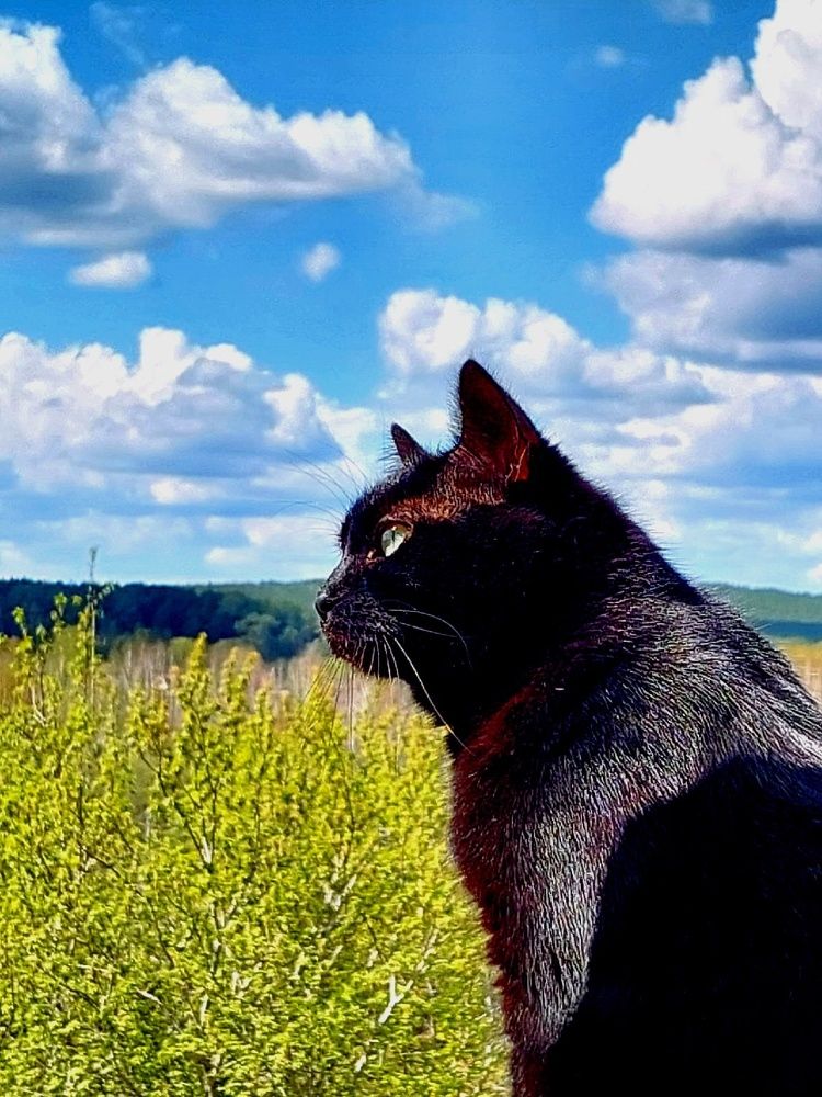 Фотография автора Анастасия Куликова