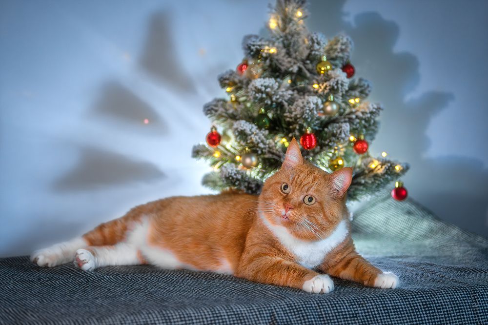 Фотография автора Alexander Pashenichev