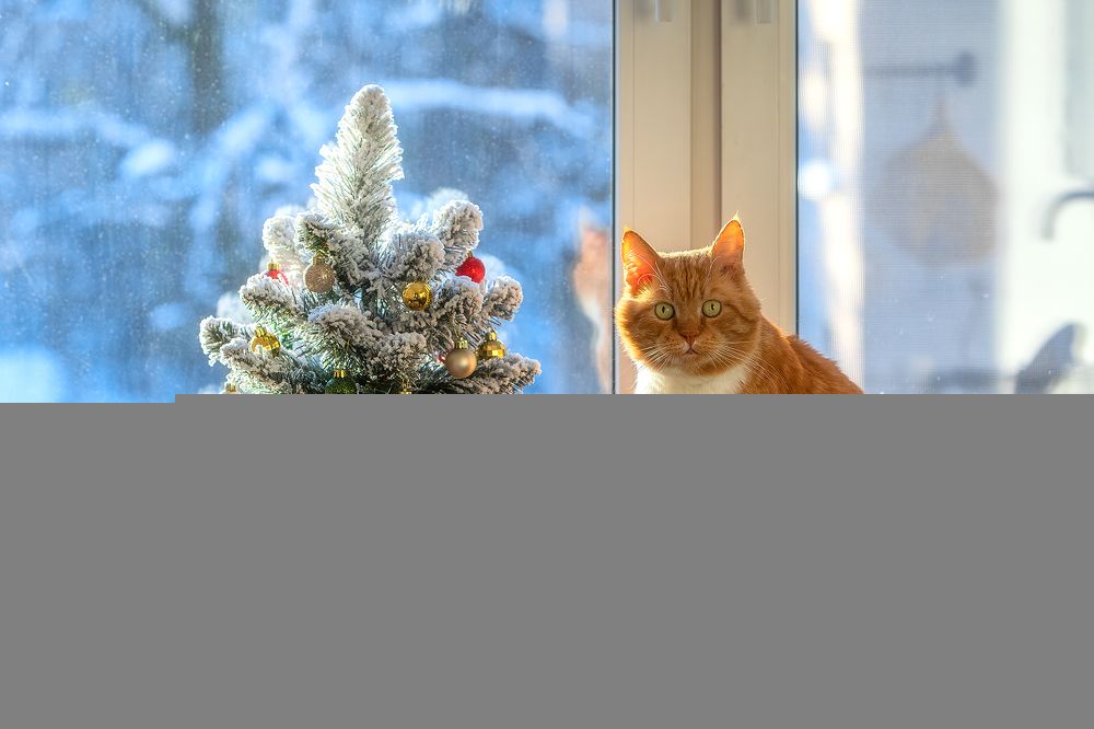 Фотография автора Alexander Pashenichev