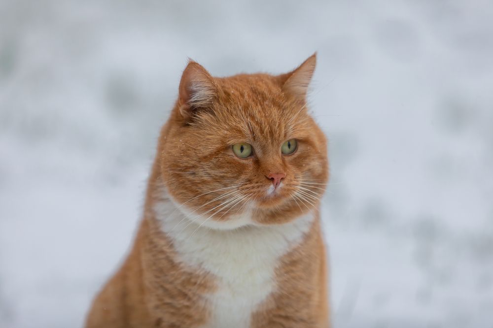 Фотография автора Alexander Pashenichev