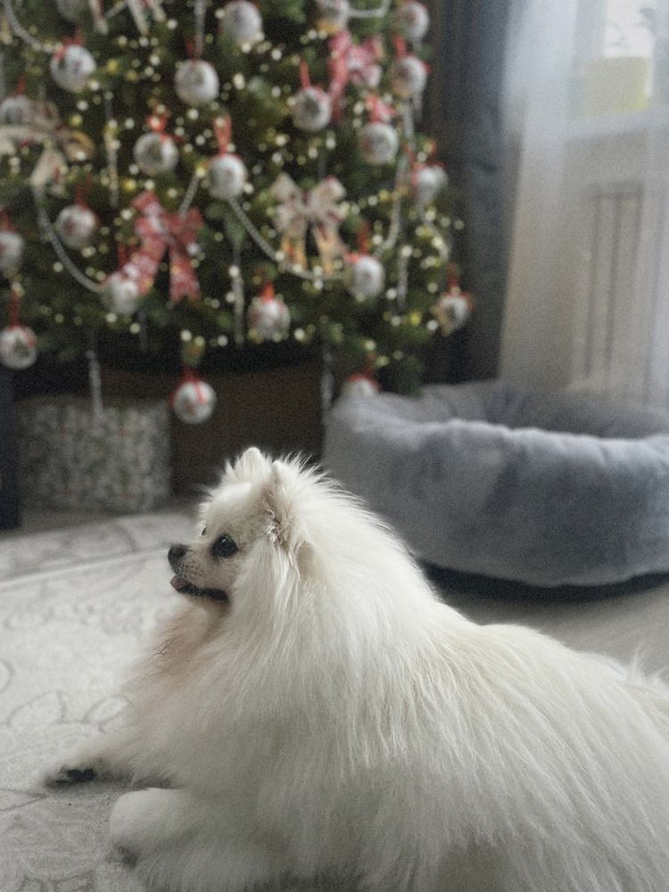 Фотография автора Елена