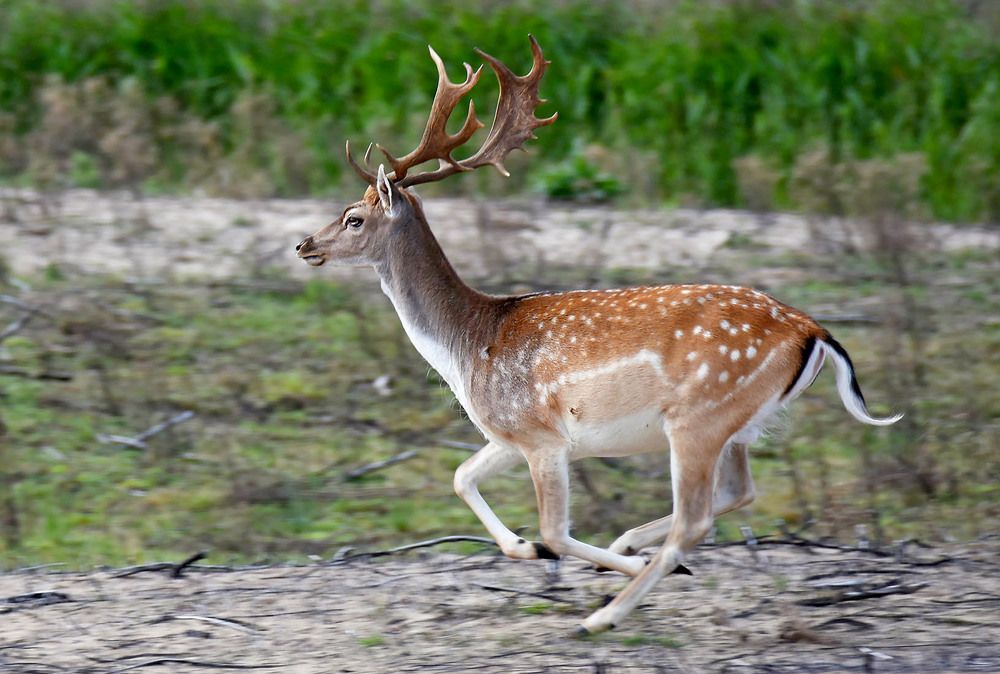 Photograph by Marjo Steffen