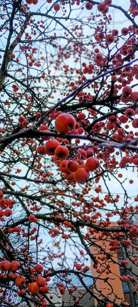 Photo #11556317