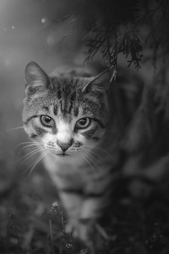 Photograph by Татьяна Максакова