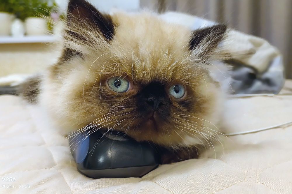 Фотография автора Larisa Meshkova