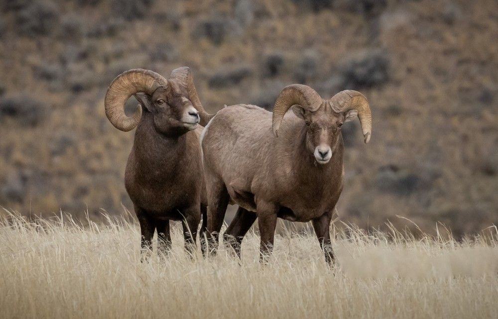 Photograph by Bevzenko Roman