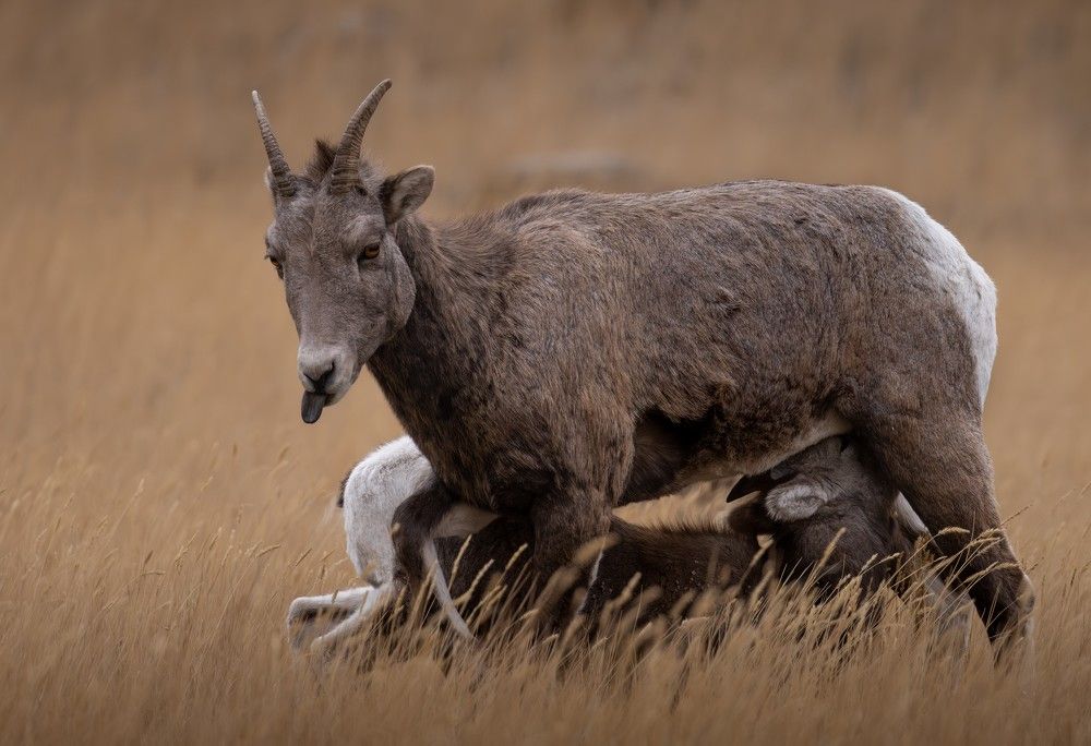 Photograph by Bevzenko Roman