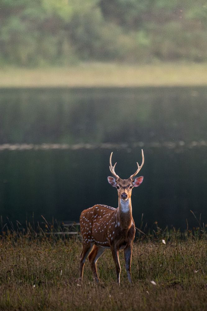 Photograph by Ravindu Attanayake