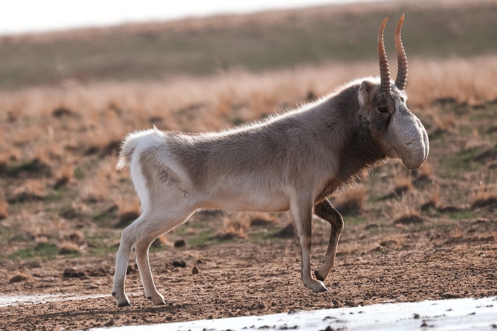 Вот такой я красивый