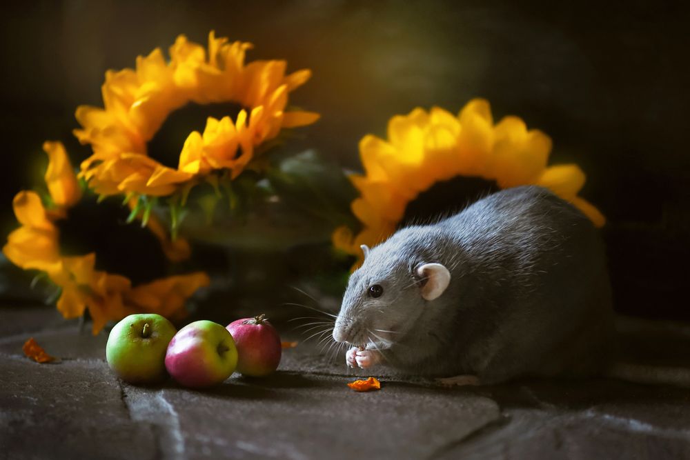 Фотография автора Кос Виктория