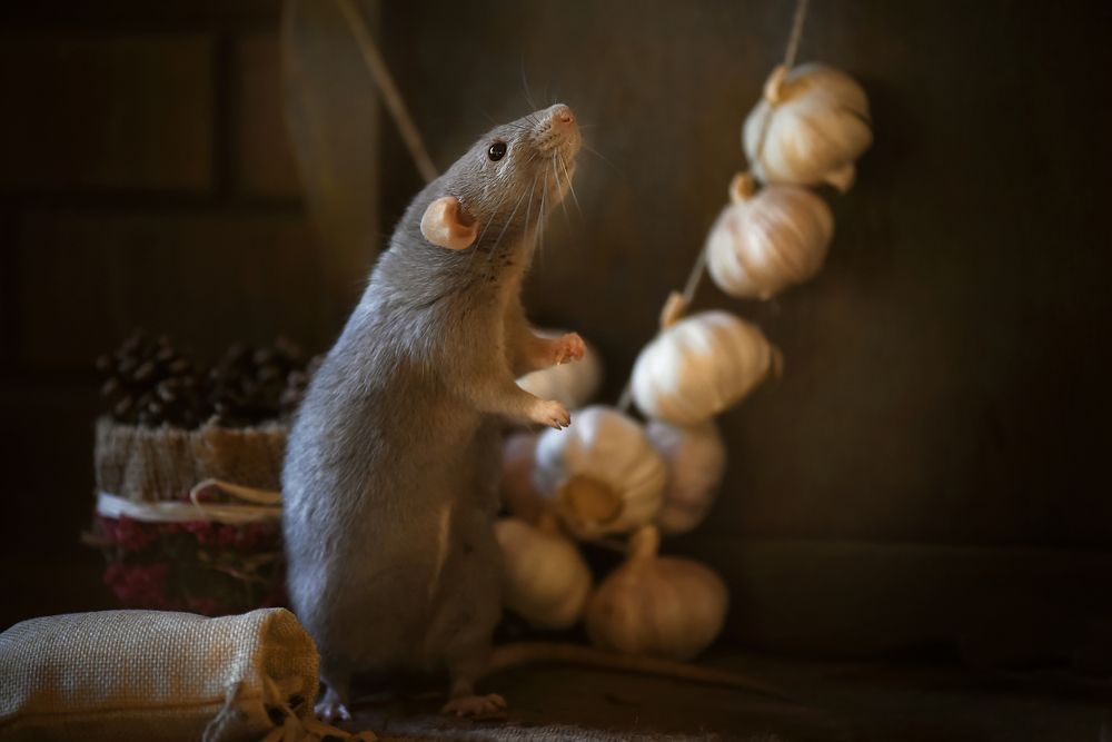 Фотография автора Кос Виктория