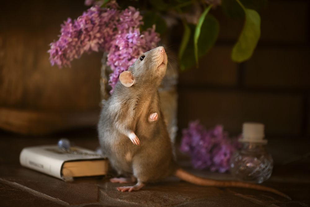 Фотография автора Кос Виктория