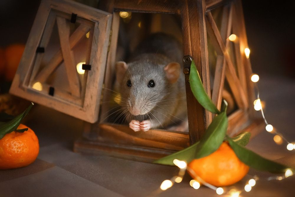 Фотография автора Кос Виктория