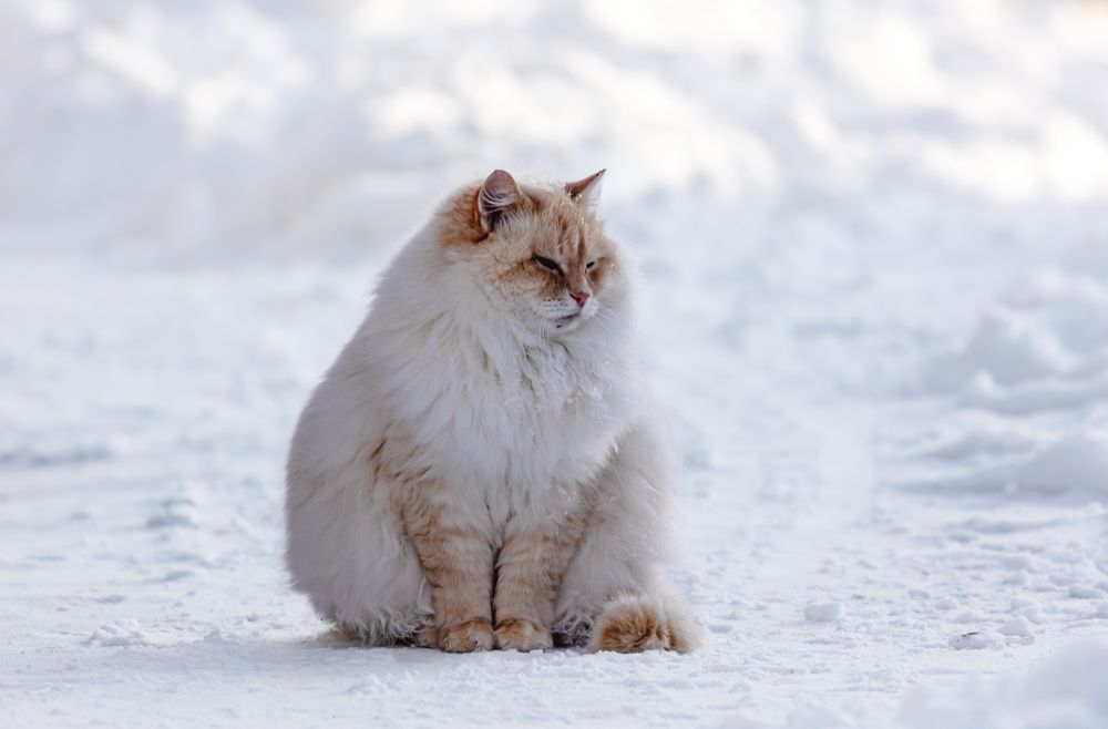 Photograph by Алексей Широбоков