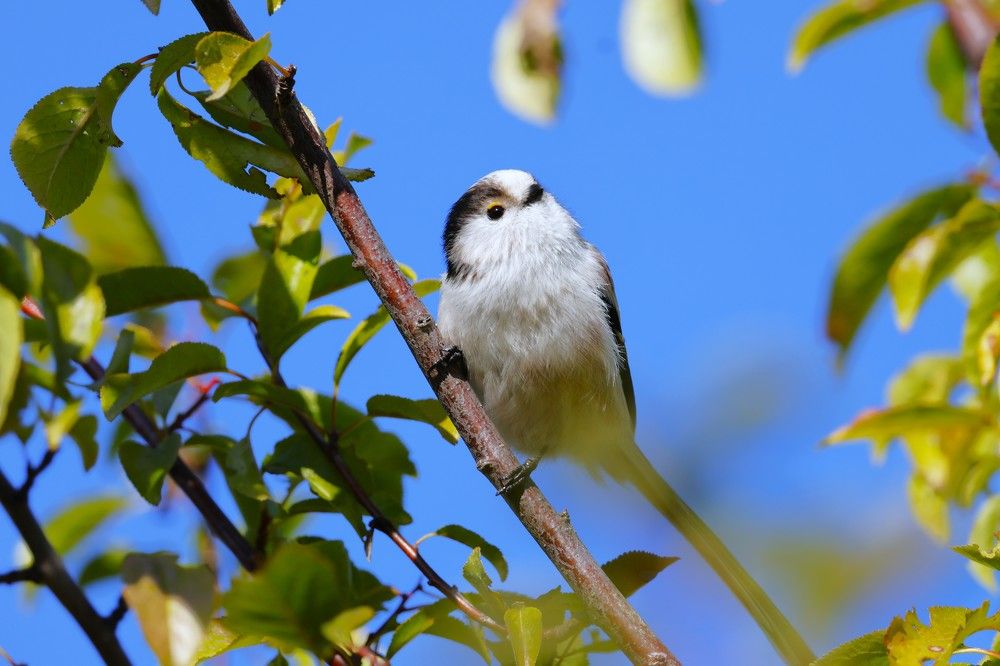 Фотография автора Elliot
