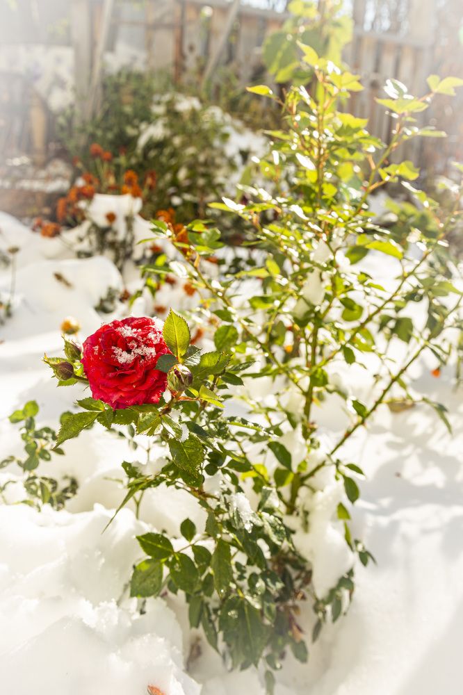 Фотография автора Каргин Валерий