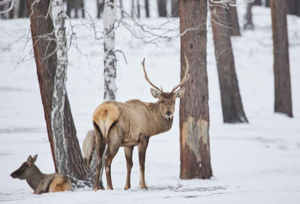 Фотография автора Игорь Попов