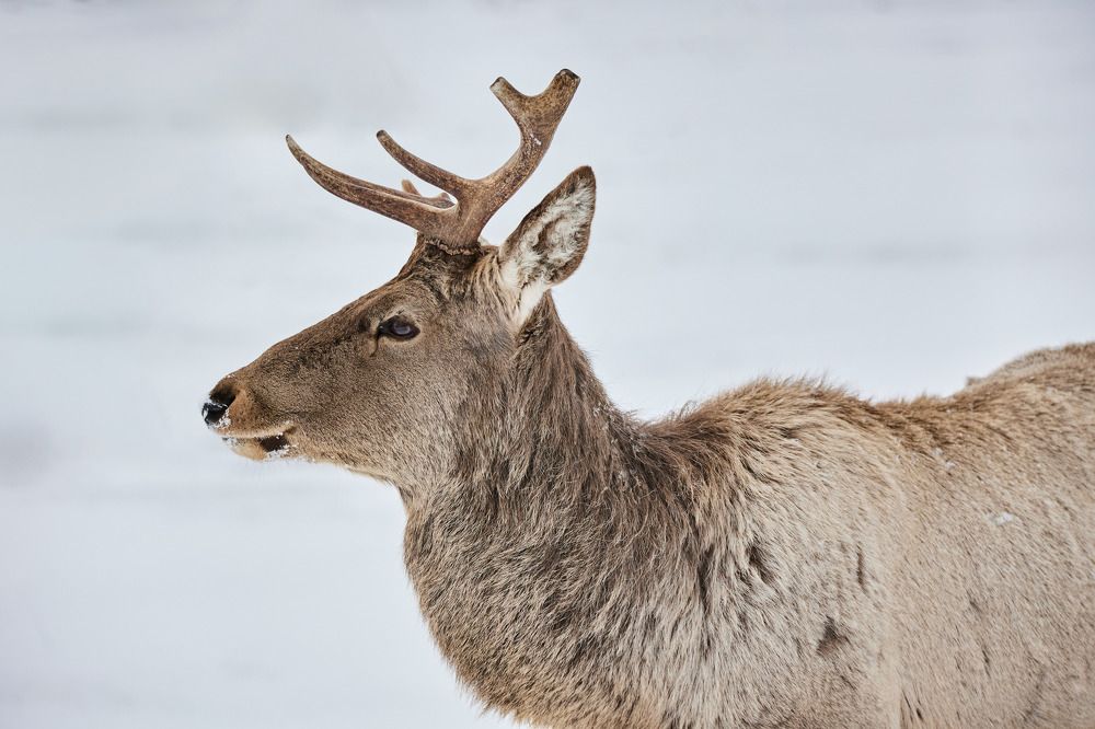 Фотография автора Игорь Попов
