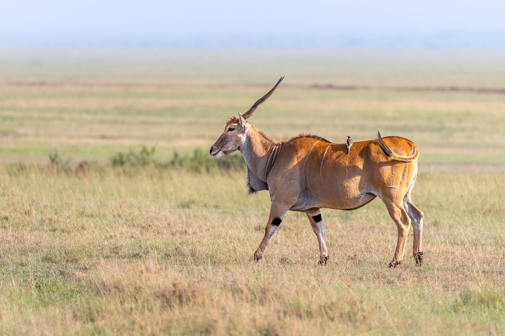 Photograph by Jayakumar MN