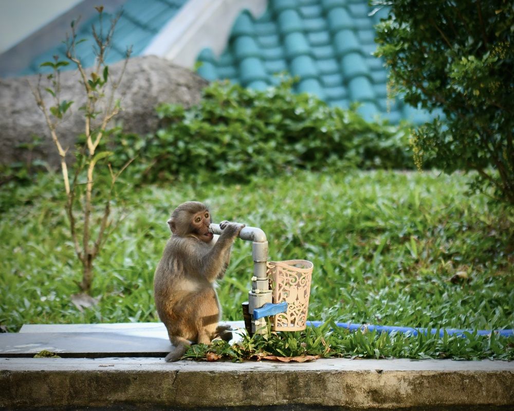 Фотография автора Gaurav Khosla