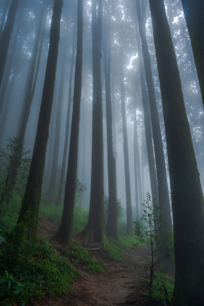 The ominous forest