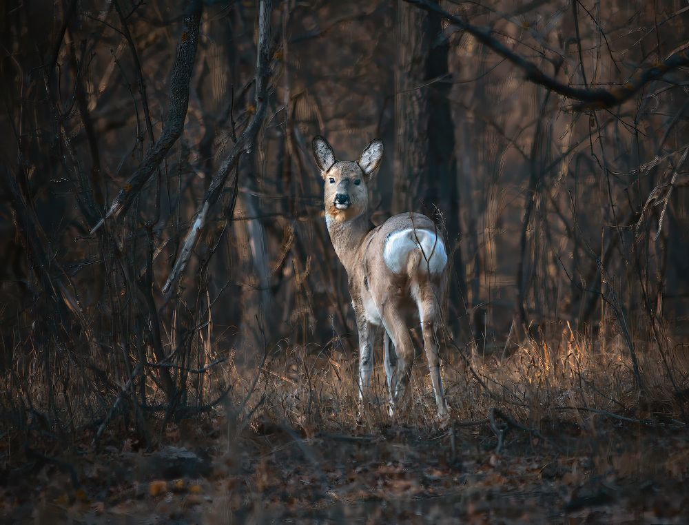 Photograph by Ткачёв Владимир