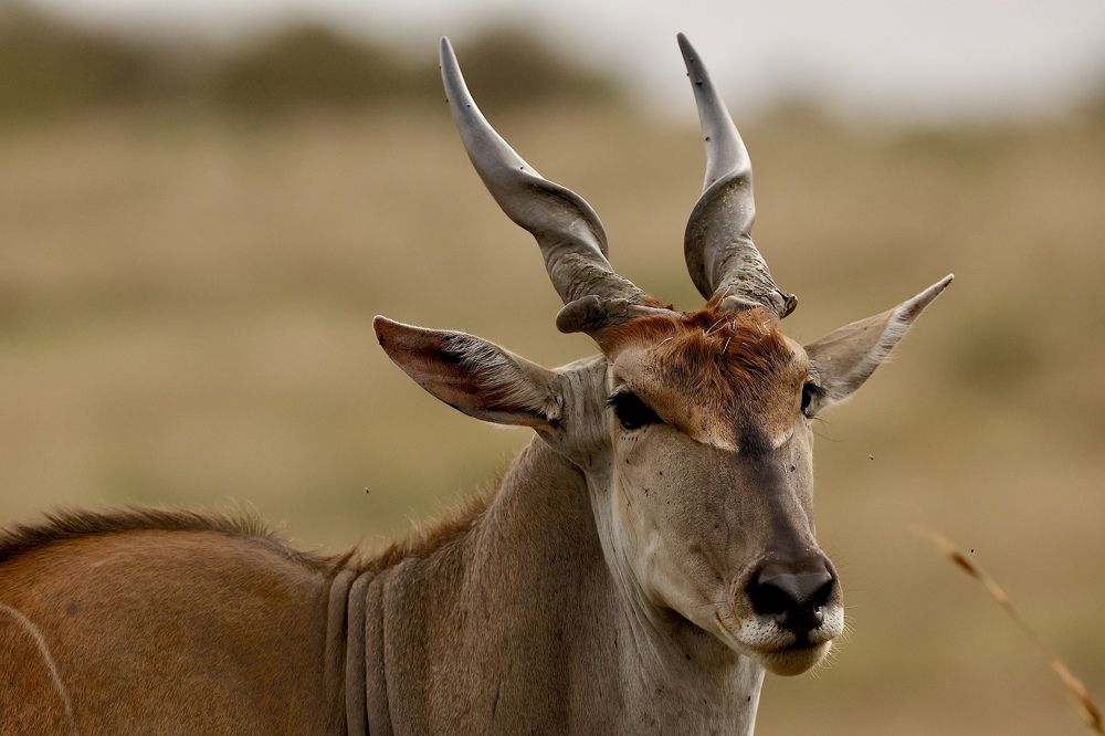 Фотография автора Леонид Голубков