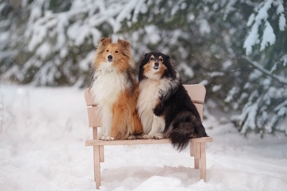 Фотография автора Тамара Дмитриева