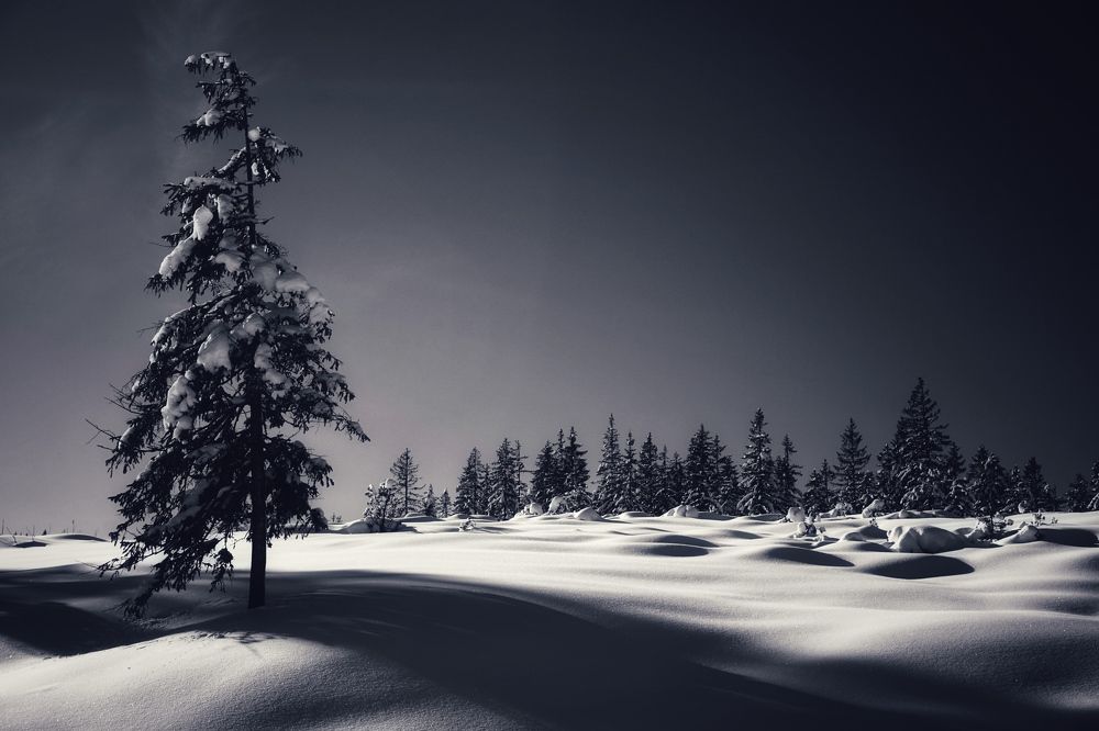 Фотография автора Liudmila Kiermeier