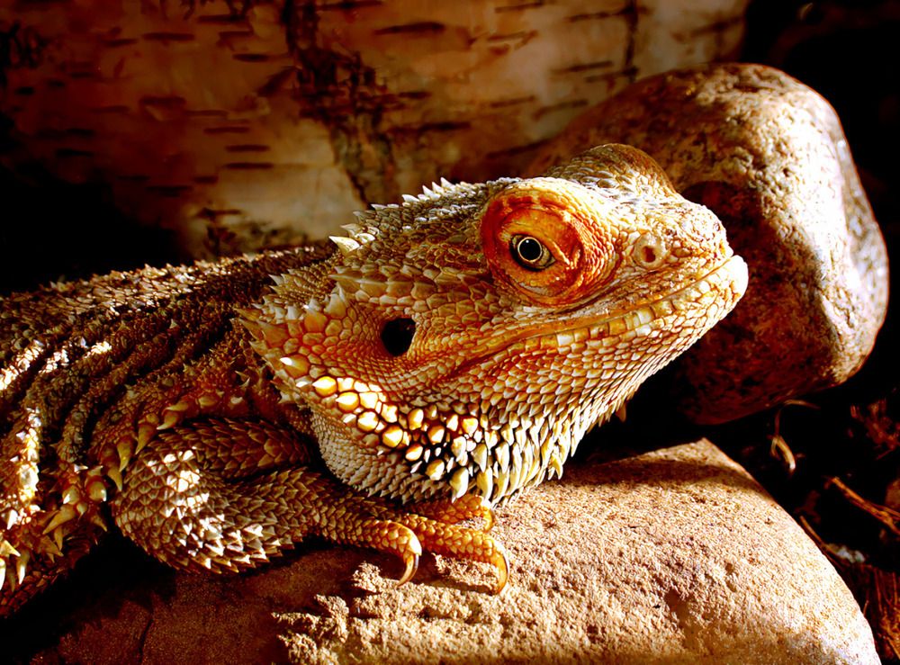 бородатая агама