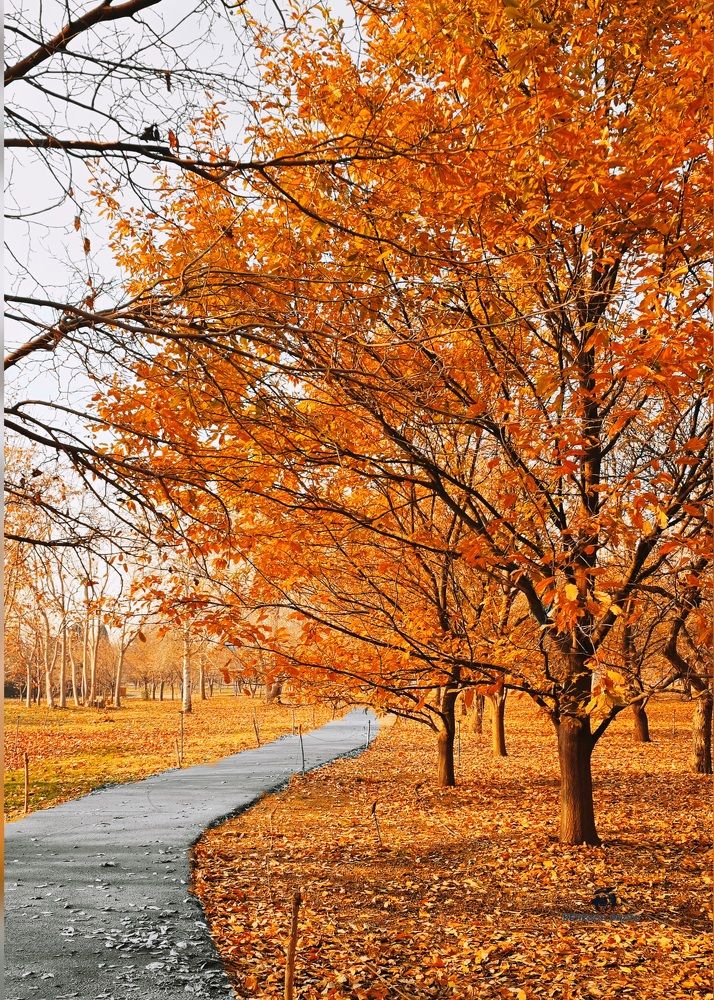 Фотография автора behrooz roosta