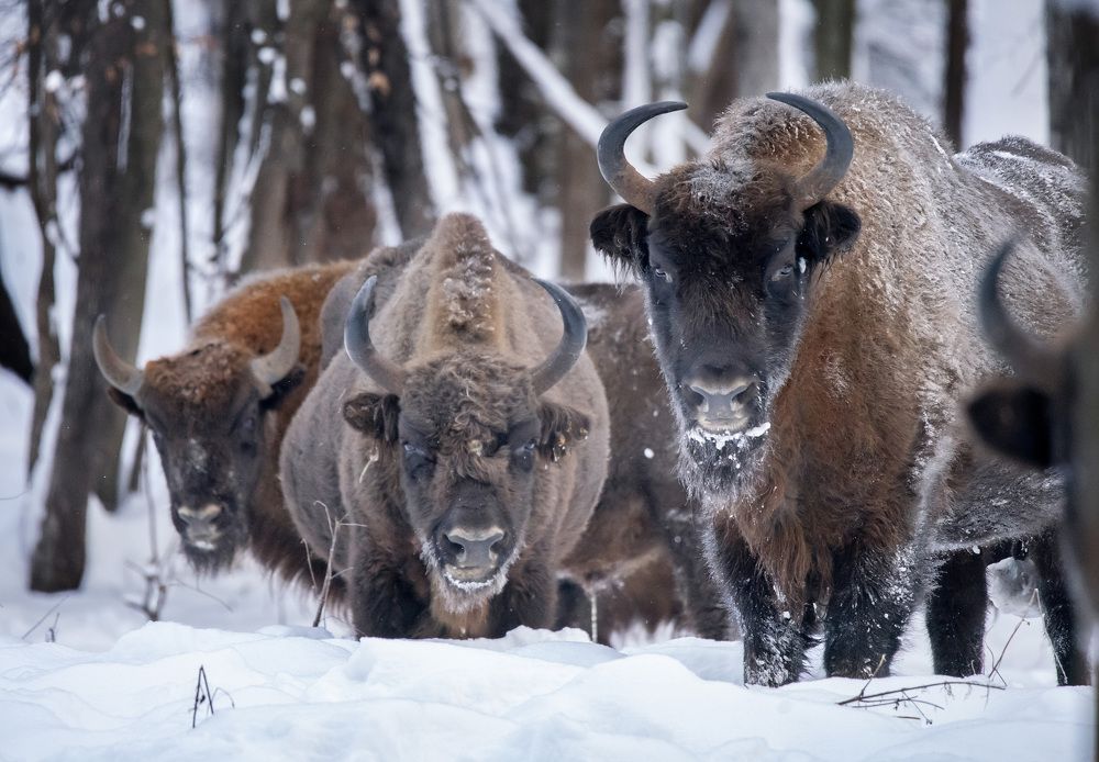 Духи зимнего леса