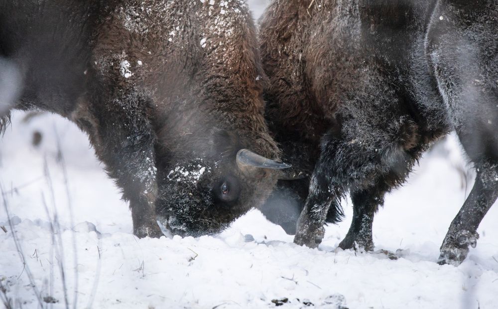 Photograph by Мощенко Сергей