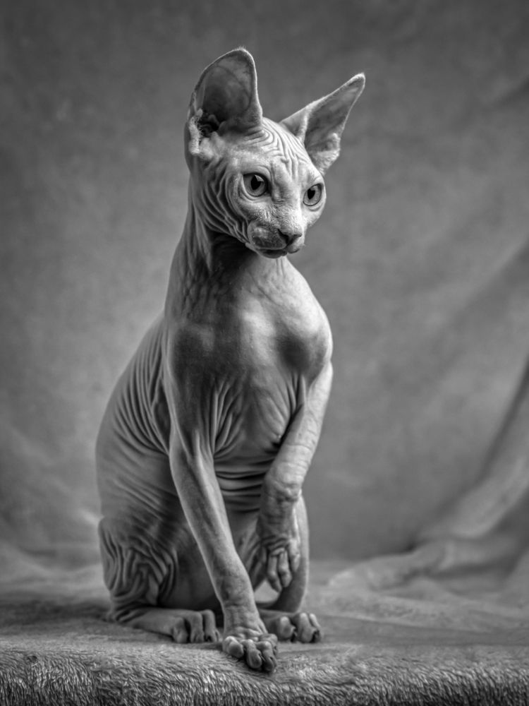 Канадский сфинкс.