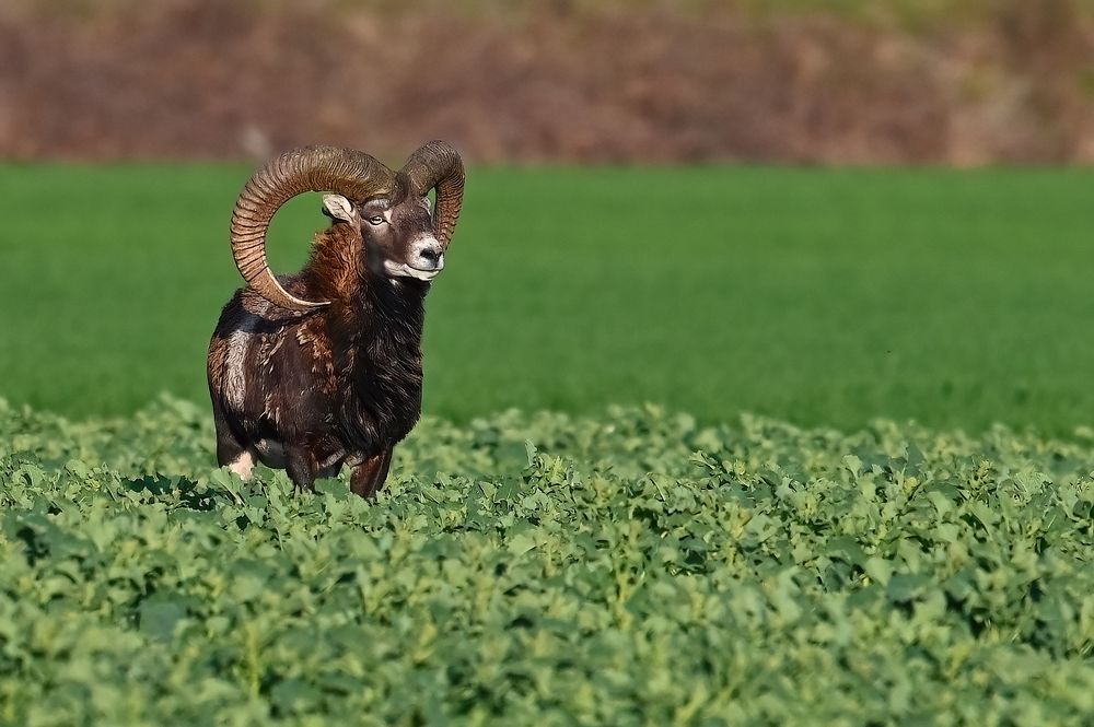 Photograph by Jiří Muller