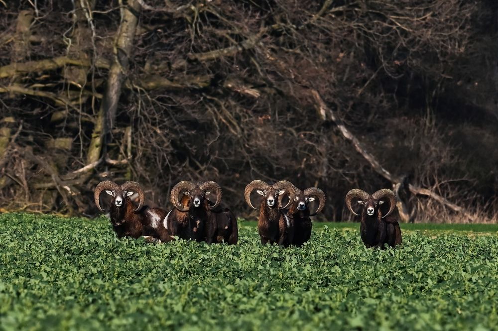 Photograph by Jiří Muller