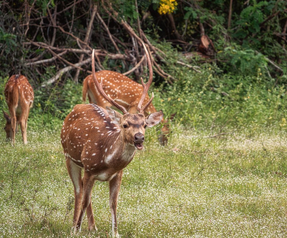 Photograph by Дудников Александр