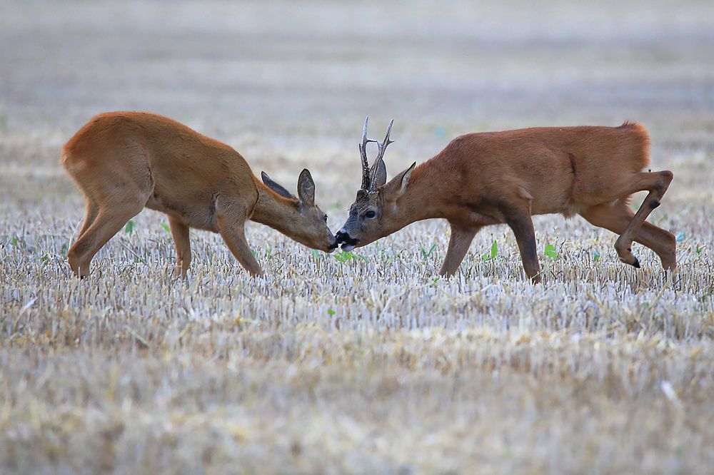 Фотография автора Николай Протасеня