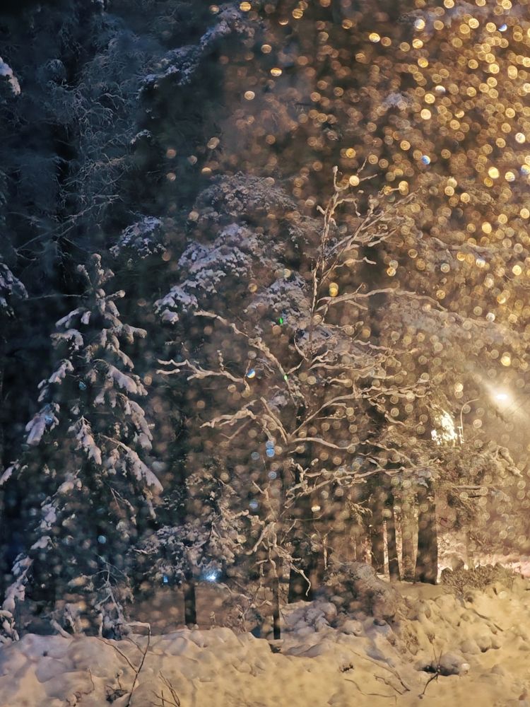 Самая праздничная елка - живая в лесу под снегом