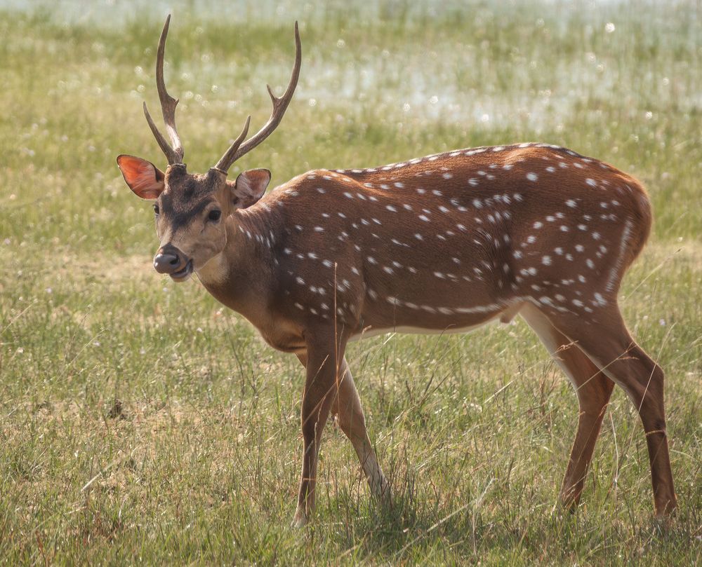 Photograph by Дудников Александр