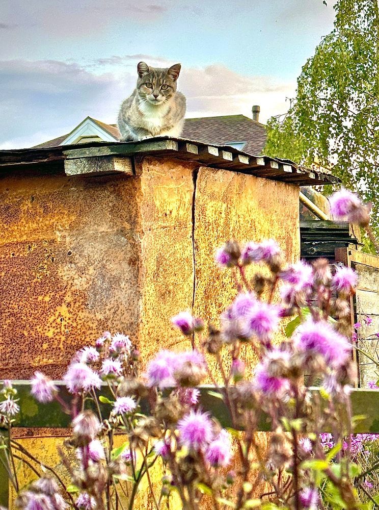 Привет, сосед! / Hello, neighbour!