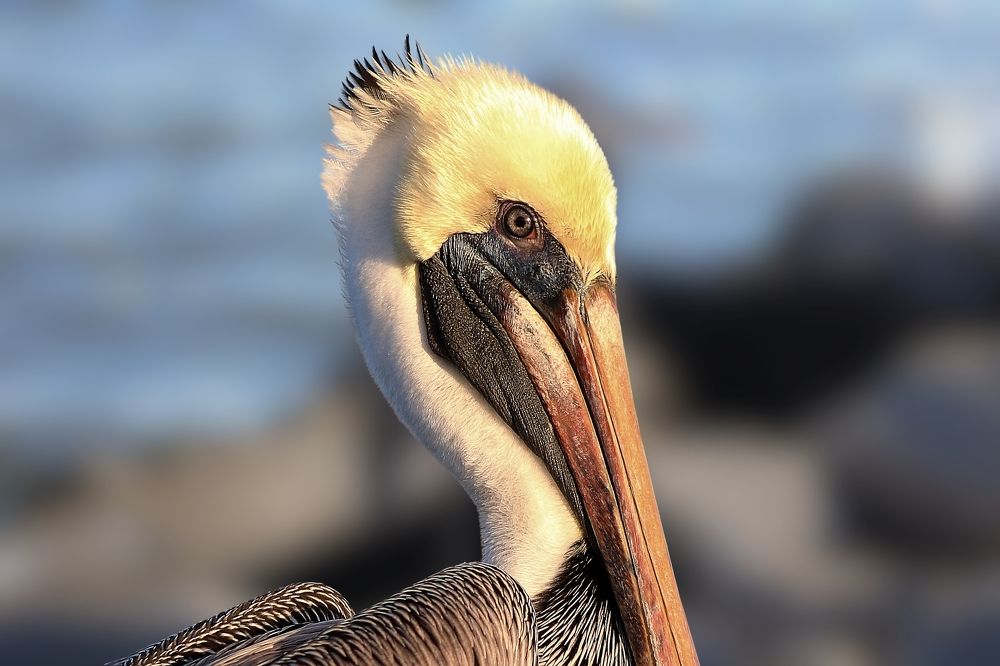 Colorful Brown Pelican Closeup