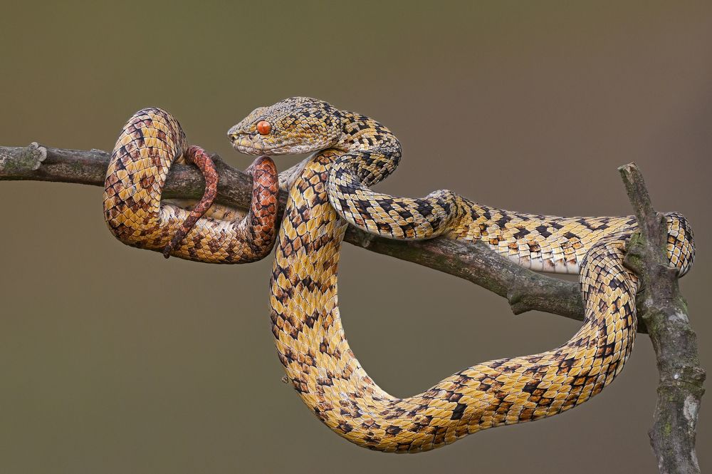 Blending with Nature – The Art of Camouflage”