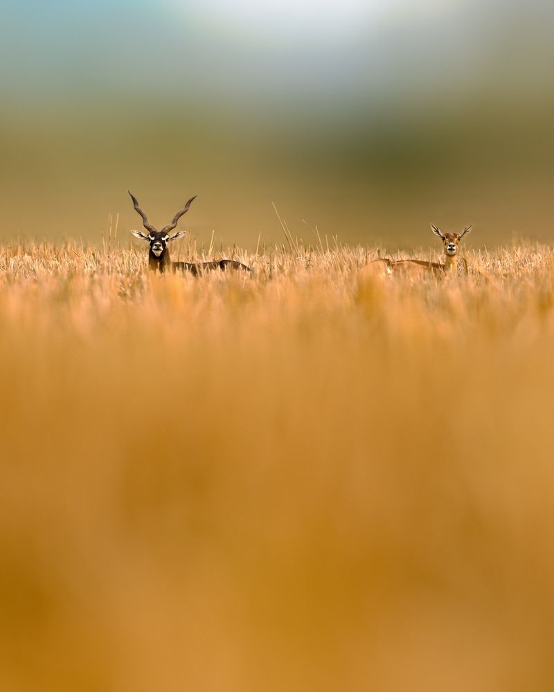 Photograph by Abhisek Bagaria