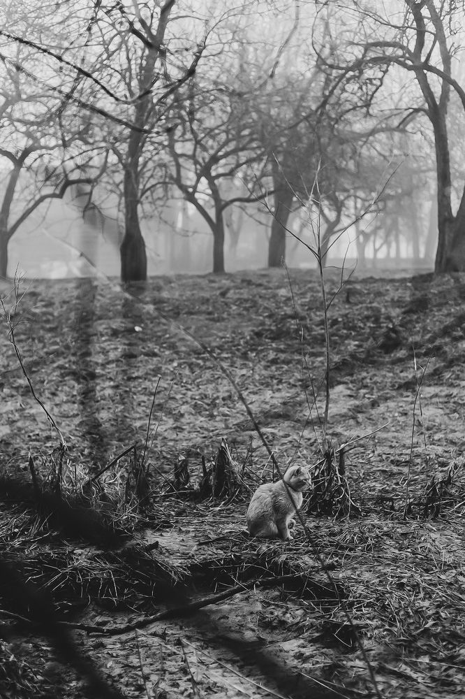 Photograph by Руслана Ковалевская