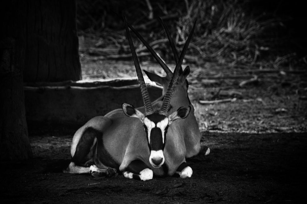 Photograph by Илана Шалакина