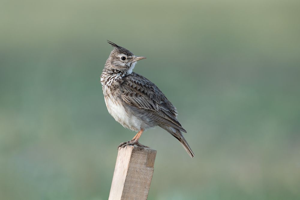 Хохлатый жаворонок