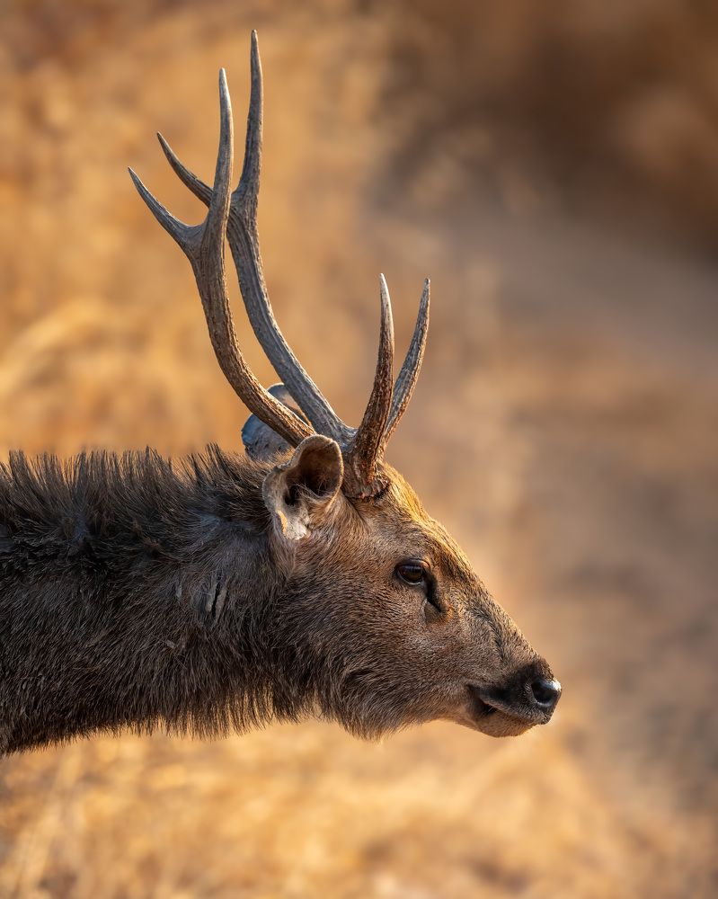 Фотография автора Joshy Varghese