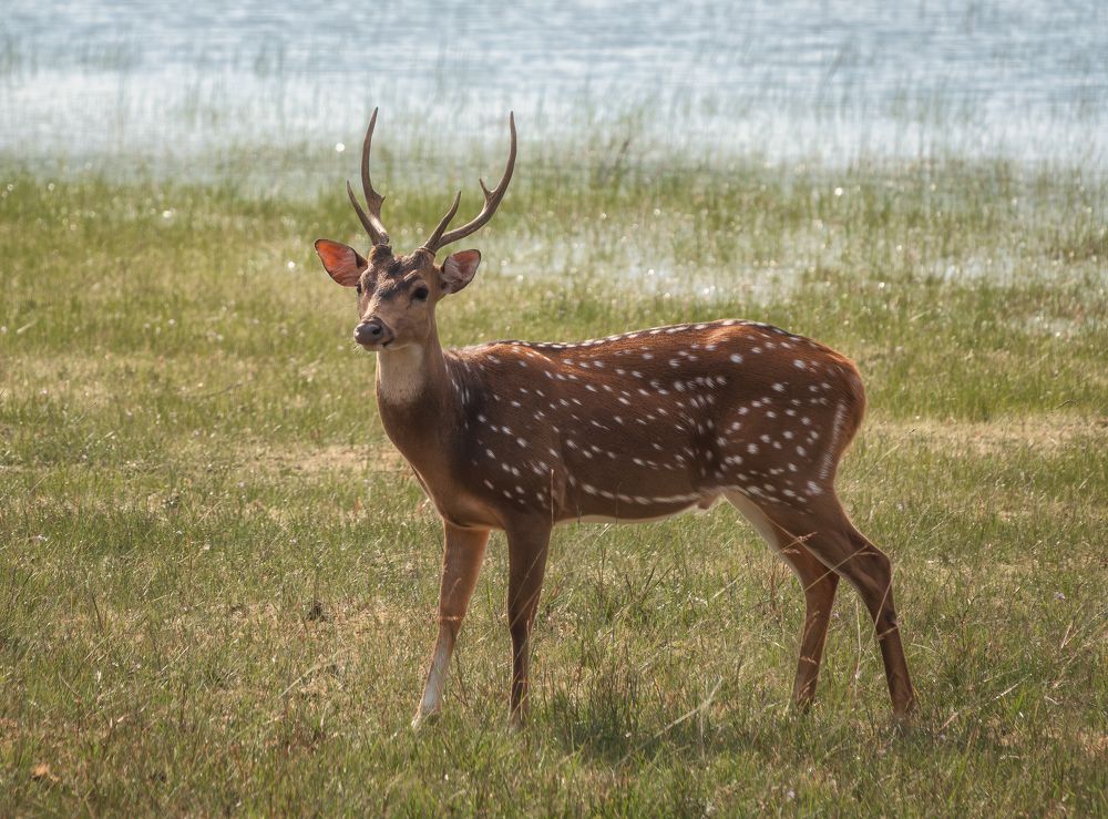 Photograph by Дудников Александр