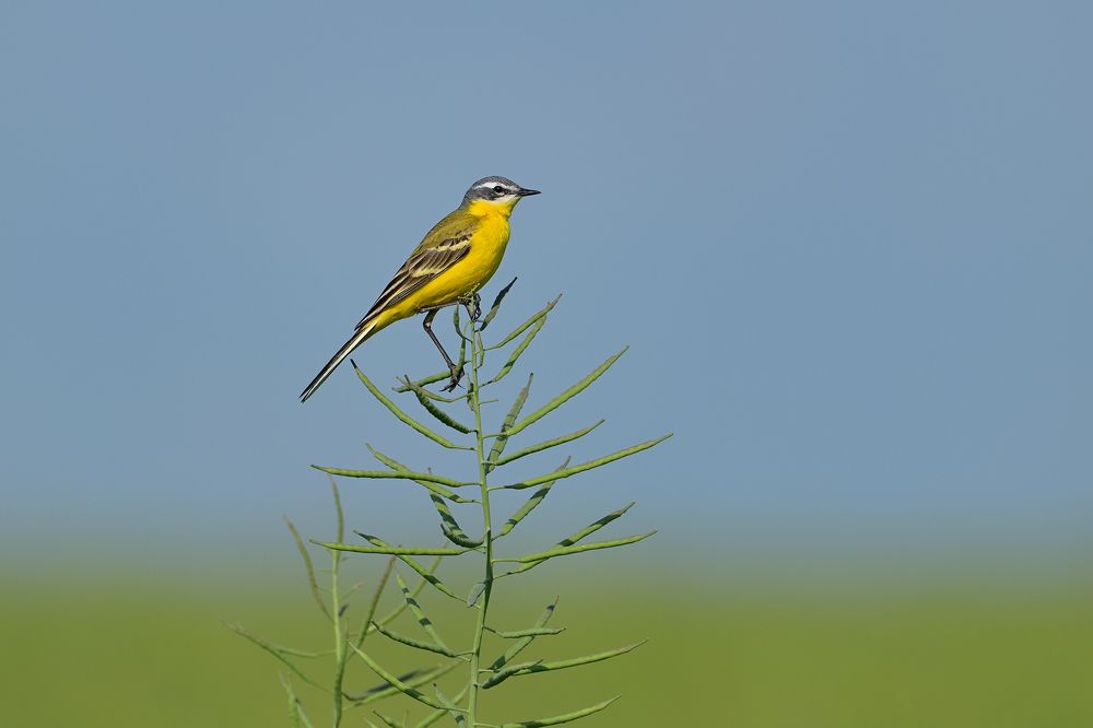 Жёлтая трясогузка